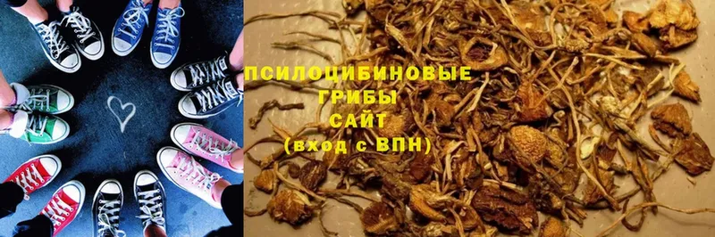 Галлюциногенные грибы Psilocybine cubensis  Кропоткин 